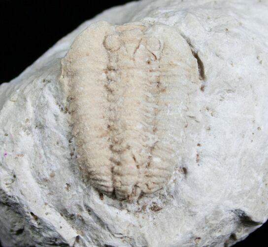 Inch Calymene Celebra Trilobite #4308